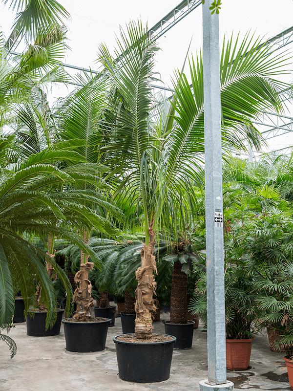 Tropical Coconut Cocos nucifera (425-475) Tall Indoor House Plants Trees