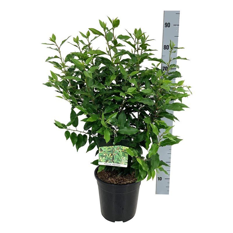 Lush Portugal Laurel Prunus lusitanica 'Angustifolia' Outdoor Plants
