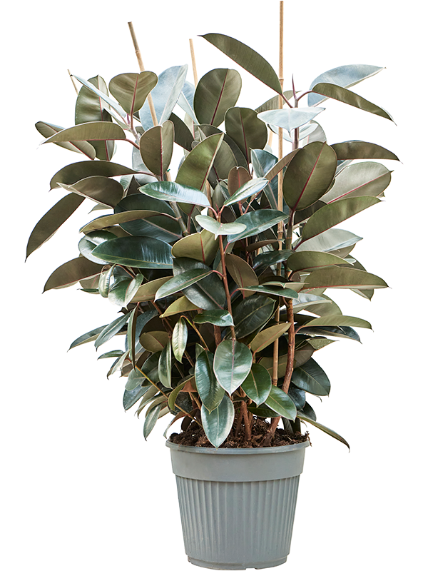 Lush Rubber Plant Ficus elastica 'Abidjan' Indoor House Plants