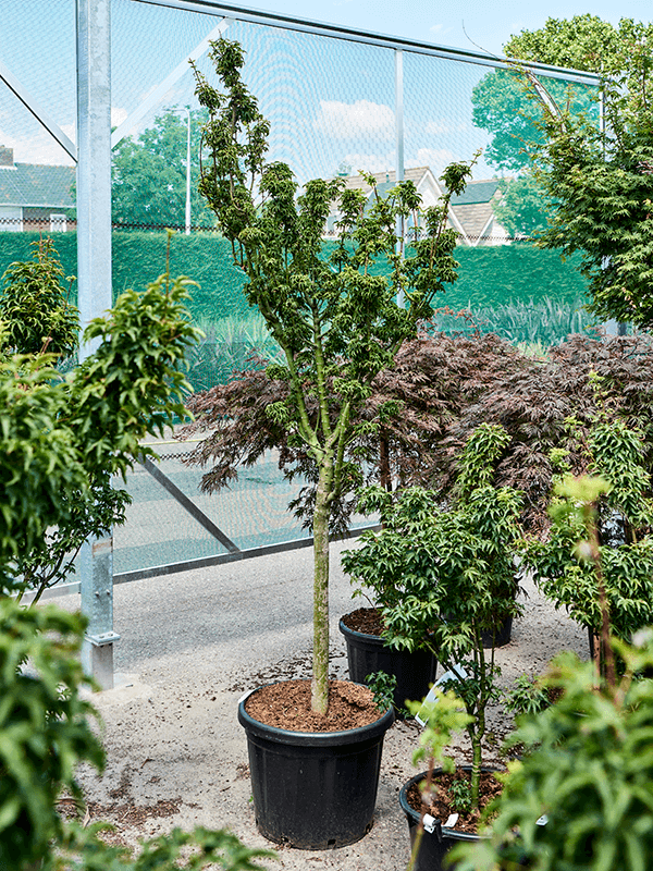 Lush Japanese Maple Acer pal. 'Shishigashira' Outdoor Plants