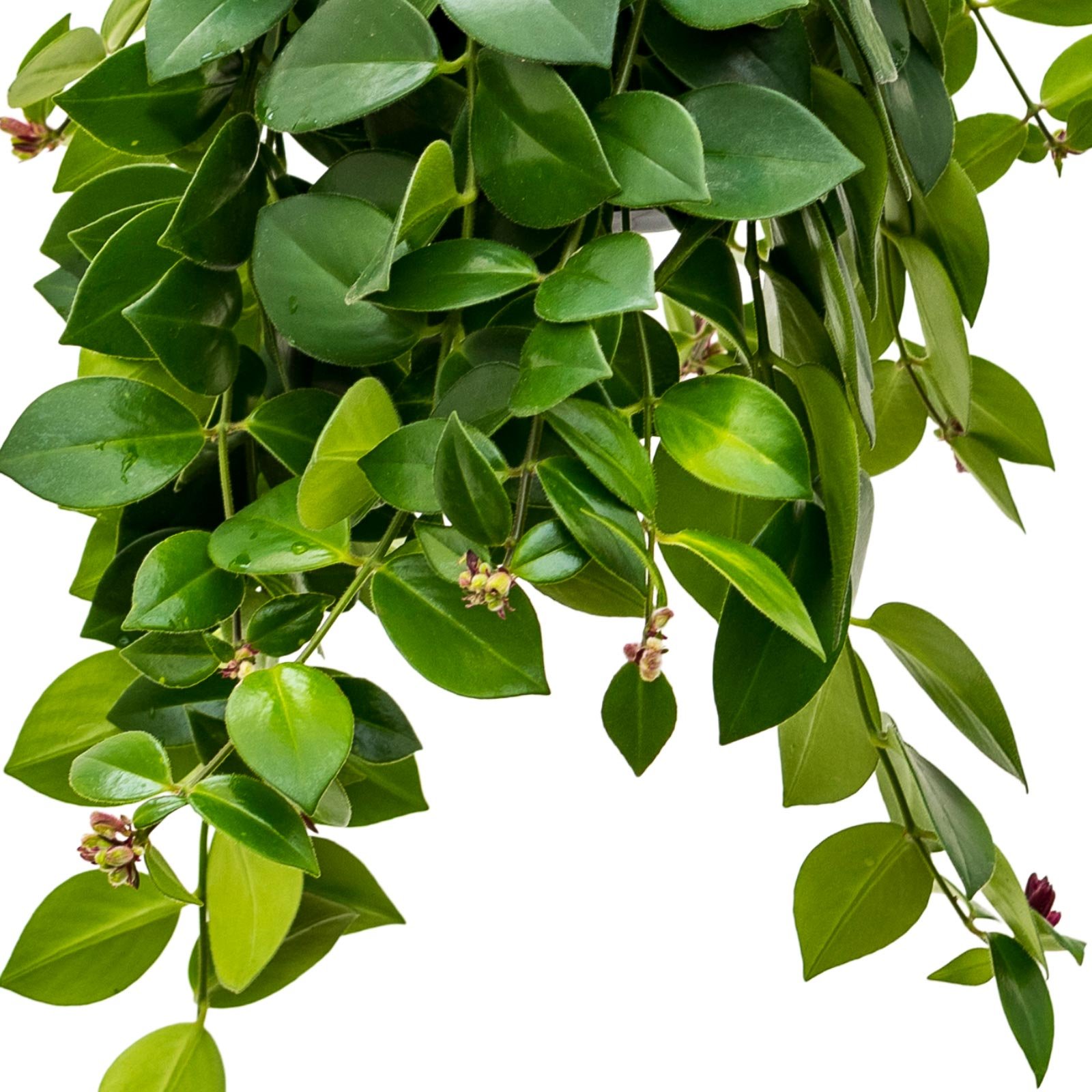 Graceful Lipstick Plant Aeschynanthus 'Mona Lisa' Indoor House Plants