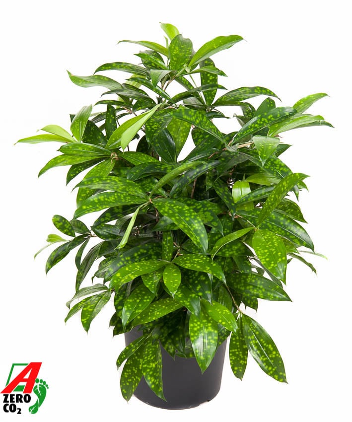 Easy-Care Spotted Gold Dust Dracaena surculosa (140-170) Indoor House Plants