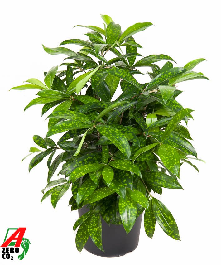 Easy-Care Spotted Gold Dust Dracaena surculosa (140-170) Indoor House Plants