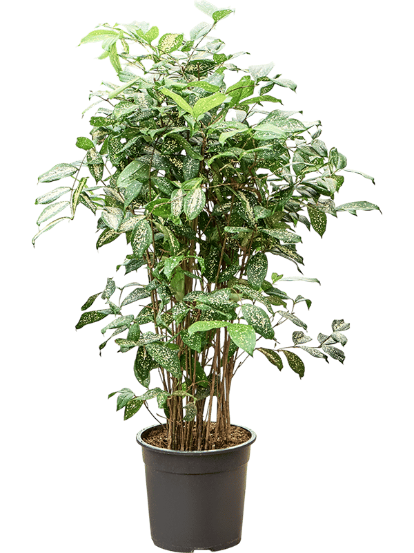 Colorful Gold Dust Dragon Tree Dracaena godseffiana (130-150) Indoor House Plants