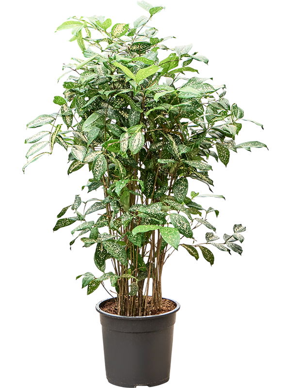 Colorful Gold Dust Dragon Tree Dracaena godseffiana (90-120) Indoor House Plants