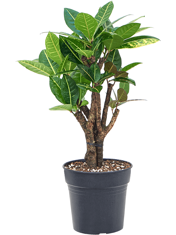 Colorful Croton (Codiaeum) variegatum 'Petra' Indoor House Plants