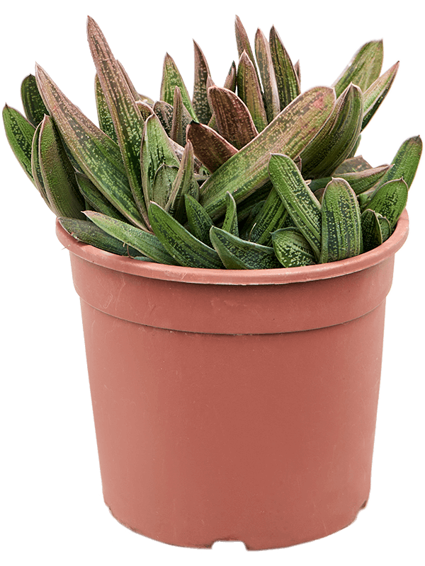 Easy-Care Gasteria 'Little Warty' Indoor House Plants
