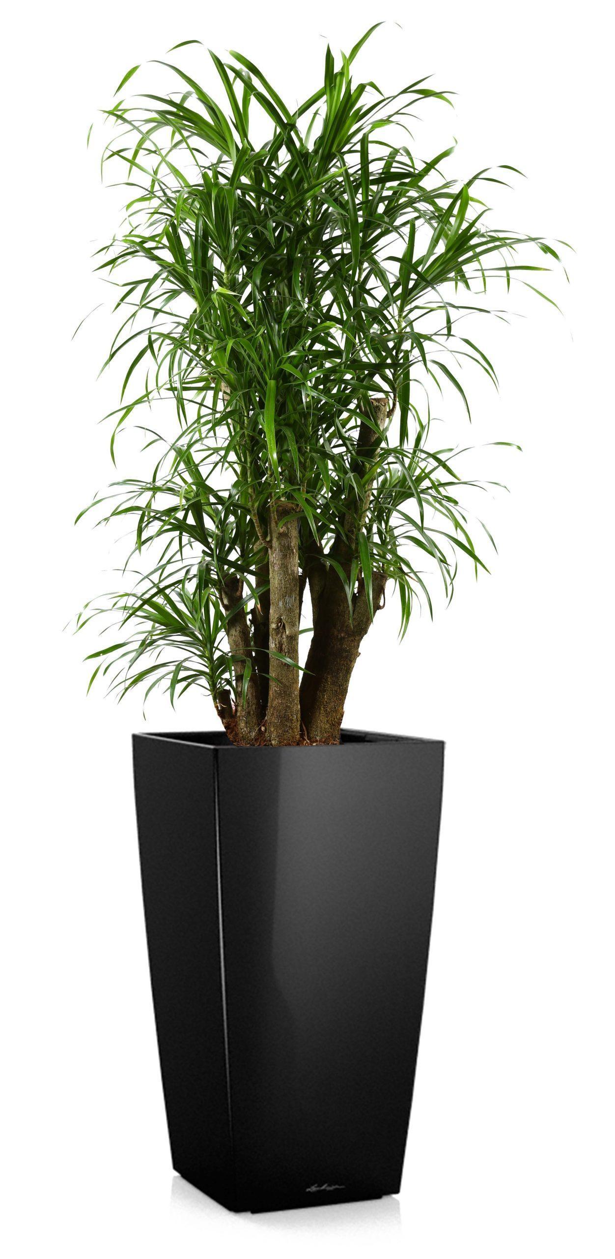 Dracaena Reflexa Anita in LECHUZA CUBICO Self-watering Planter, Total Height 140 cm