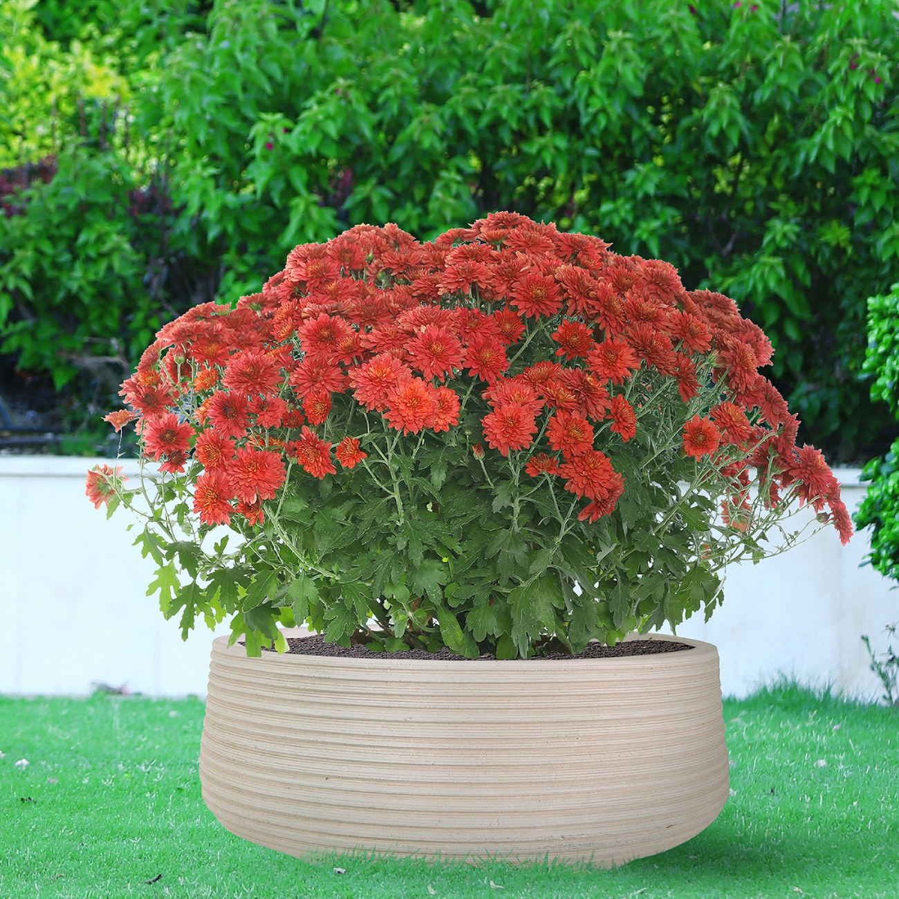 How to make a hanging planter with rope? How to make a hanging planter with rope?