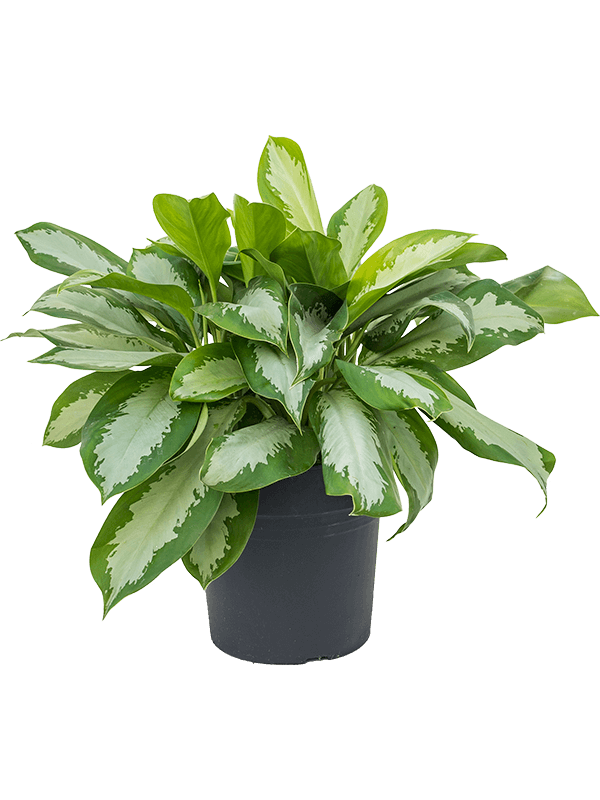 Showy Chinese Evergreen Aglaonema 'Silver Moon' Indoor House Plants
