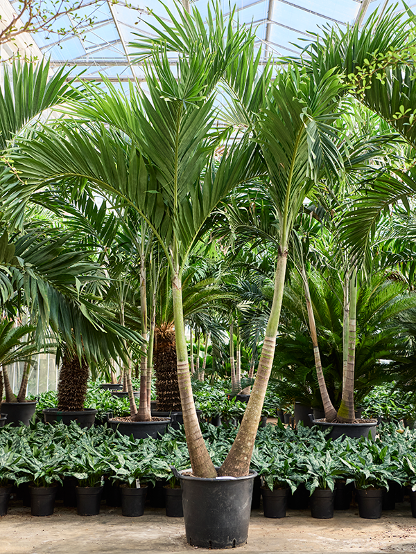 Lush Manila Palm Veitchia (Adonidia) merrillii (575-650) Indoor House Plants