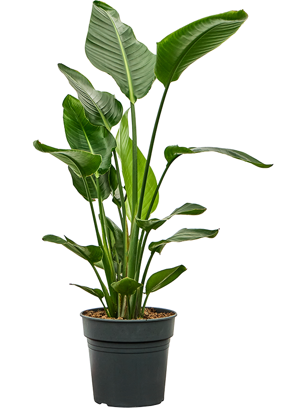 Tropical Bird of Paradise Strelitzia nicolai Indoor House Plants