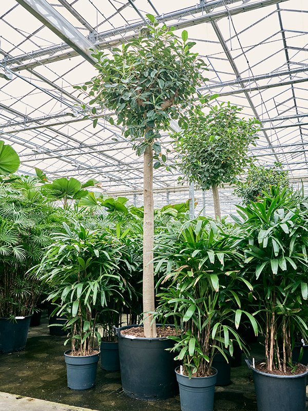 Lush Fig Tree Ficus rubiginosa 'Australis' Tall Indoor House Plants Trees
