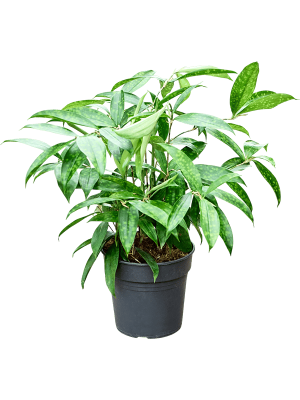 Easy-Care Spotted Gold Dust Dracaena surculosa (140-170) Indoor House Plants