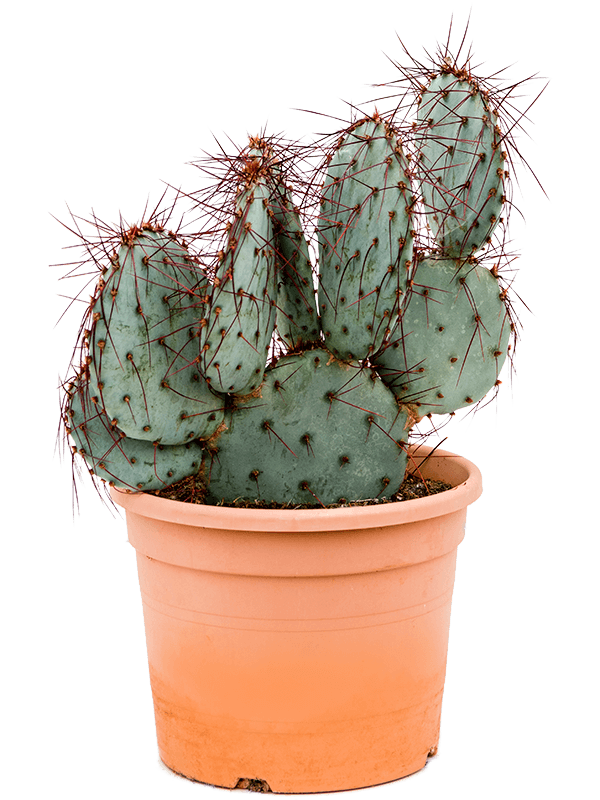 Photogenic Prickly Pear Cactus Opuntia capocentra Indoor House Plants