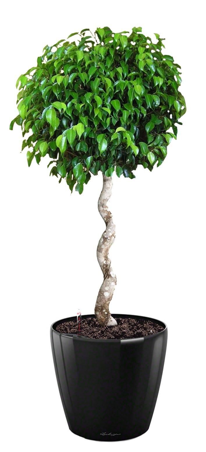 Ficus Benjamina Exotica with Spiral Stem in LECHUZA CLASSICO LS 43 Self-watering Planter, Total Heig