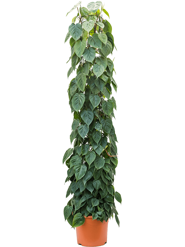 Lush Heart-Leaf Philodendron scandens Indoor House Plants
