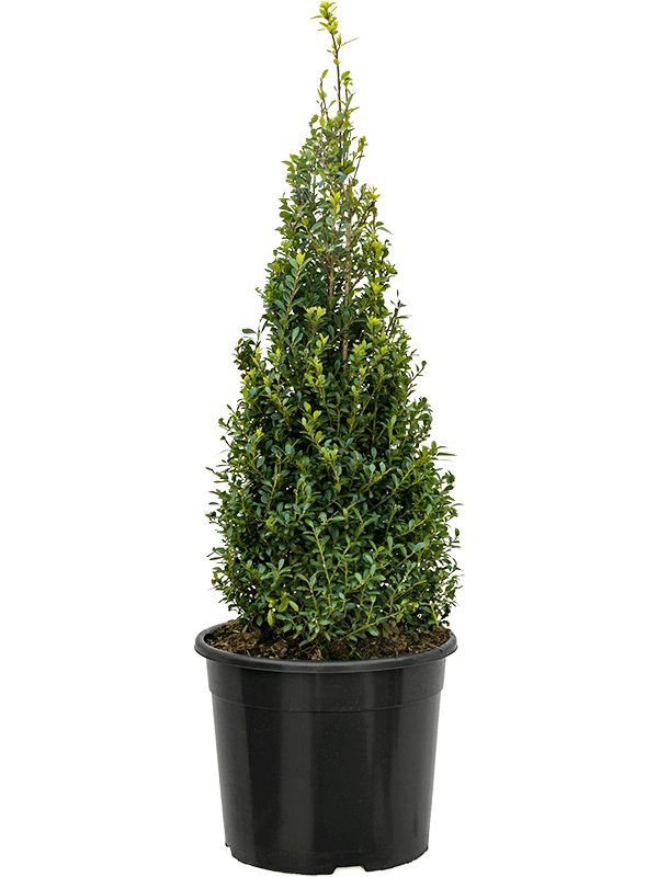 Cute Japanese Holly Ilex crenata maxima W40 H(80-100) cm, Potsize D36 ...