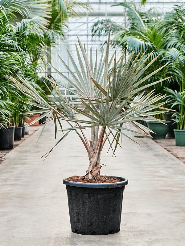 Lush Bismark Palm Bismarckia nobilis (300-400) Tall Indoor House Plants Trees
