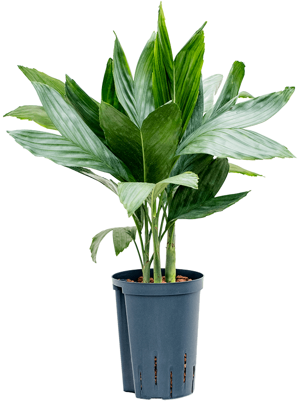 Lush Parlour Palm Chamaedorea metallica Indoor House Plants