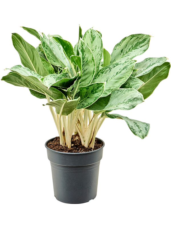 Aglaonema 'Horizon'