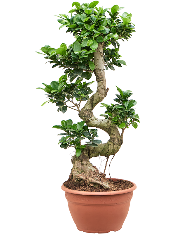Lush Curtain Fig Ficus microcarpa 'Compacta' Tall Indoor House Plants Trees