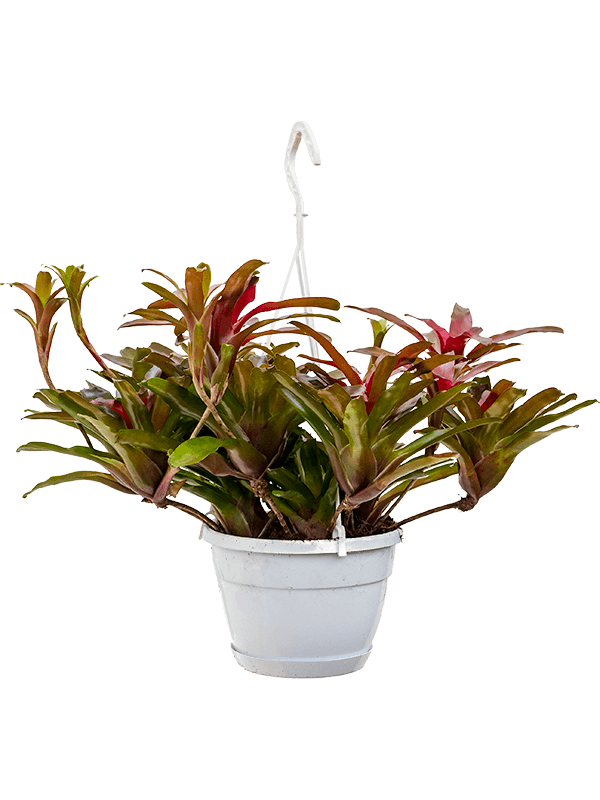 Colorful Blushing Bromeliad Neoregelia (Nidularium) 'Fireball' Indoor House Plants