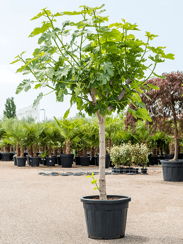 Lush Red-stem Fig Ficus carica