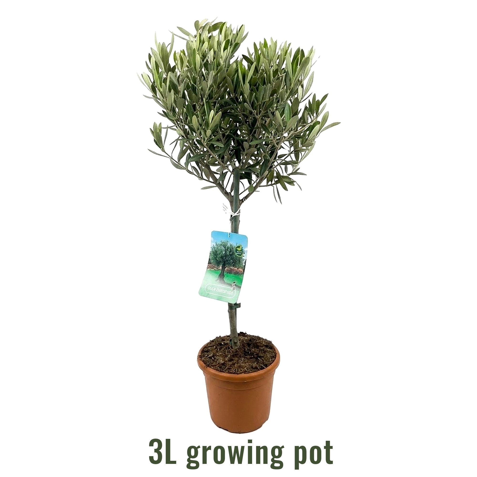 Olive Tree | Olea europea