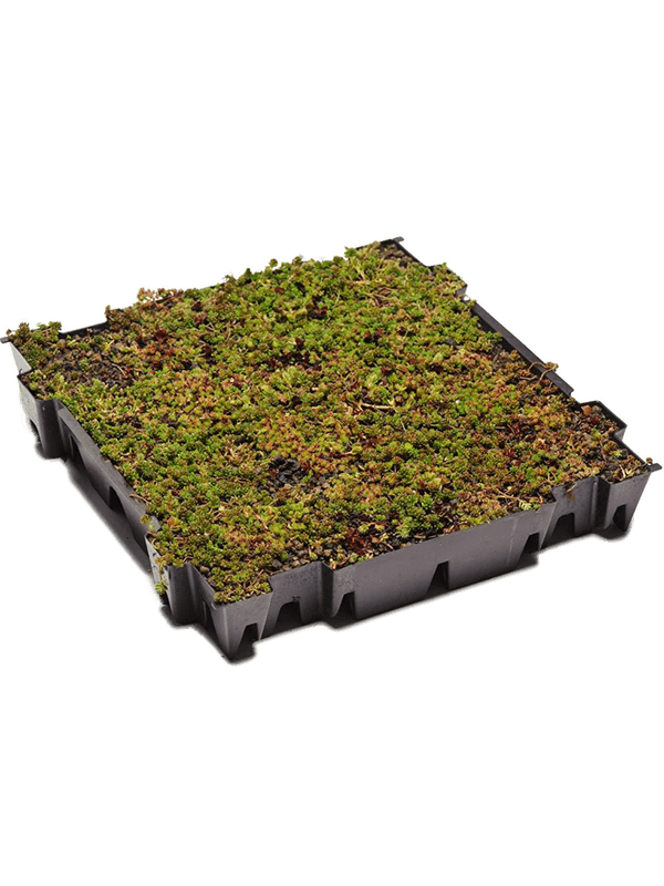 Easy-Care Stonecrop Sedum tray (live plants)