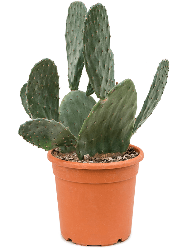 Easy-Care Barbary Fig Opuntia indica Indoor House Plants