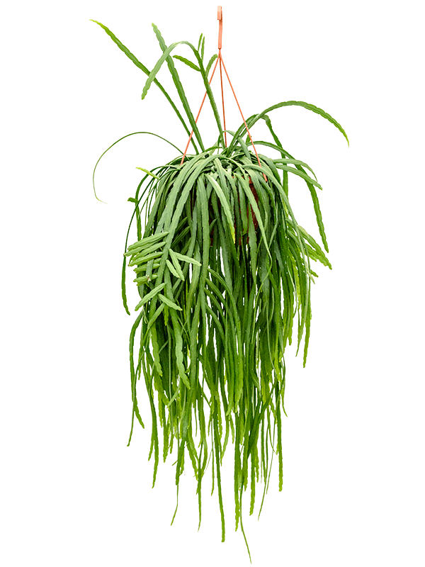 Easy-Care Forest Cactus Lepismium bolivianum Indoor House Plants