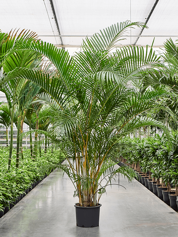 Lush Areca Palm Dypsis (Areca) lutescens Indoor House Plants