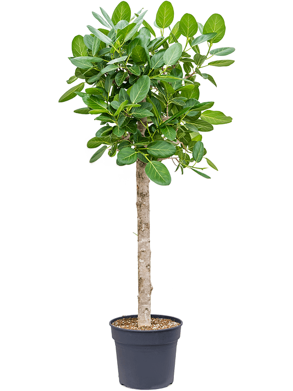 Lush Banyan Fig Ficus benghalensis 'Audrey' Indoor House Plants