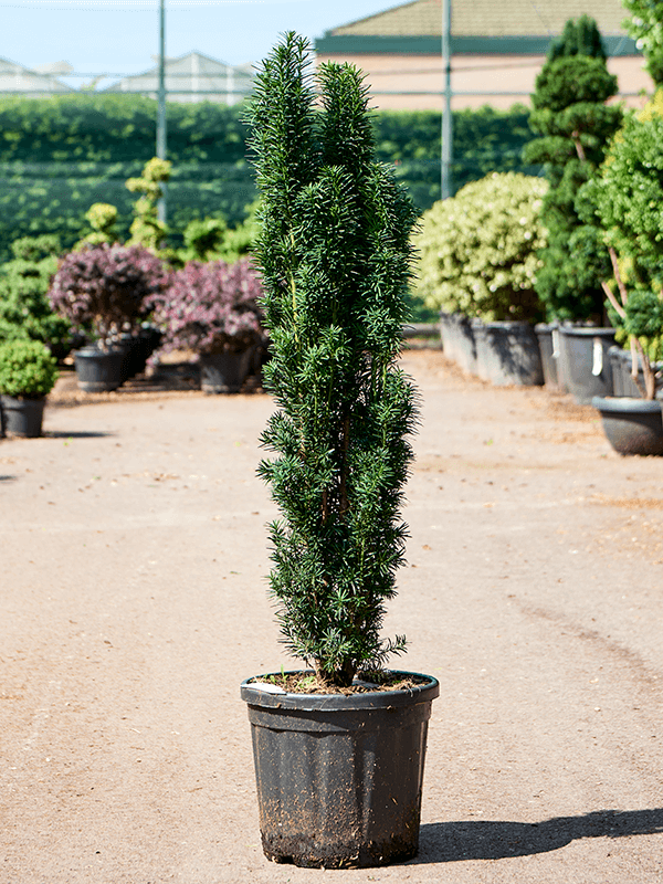 Photogenic English Yew Taxus baccata 'Fastigiata Robusta' Outdoor Plants