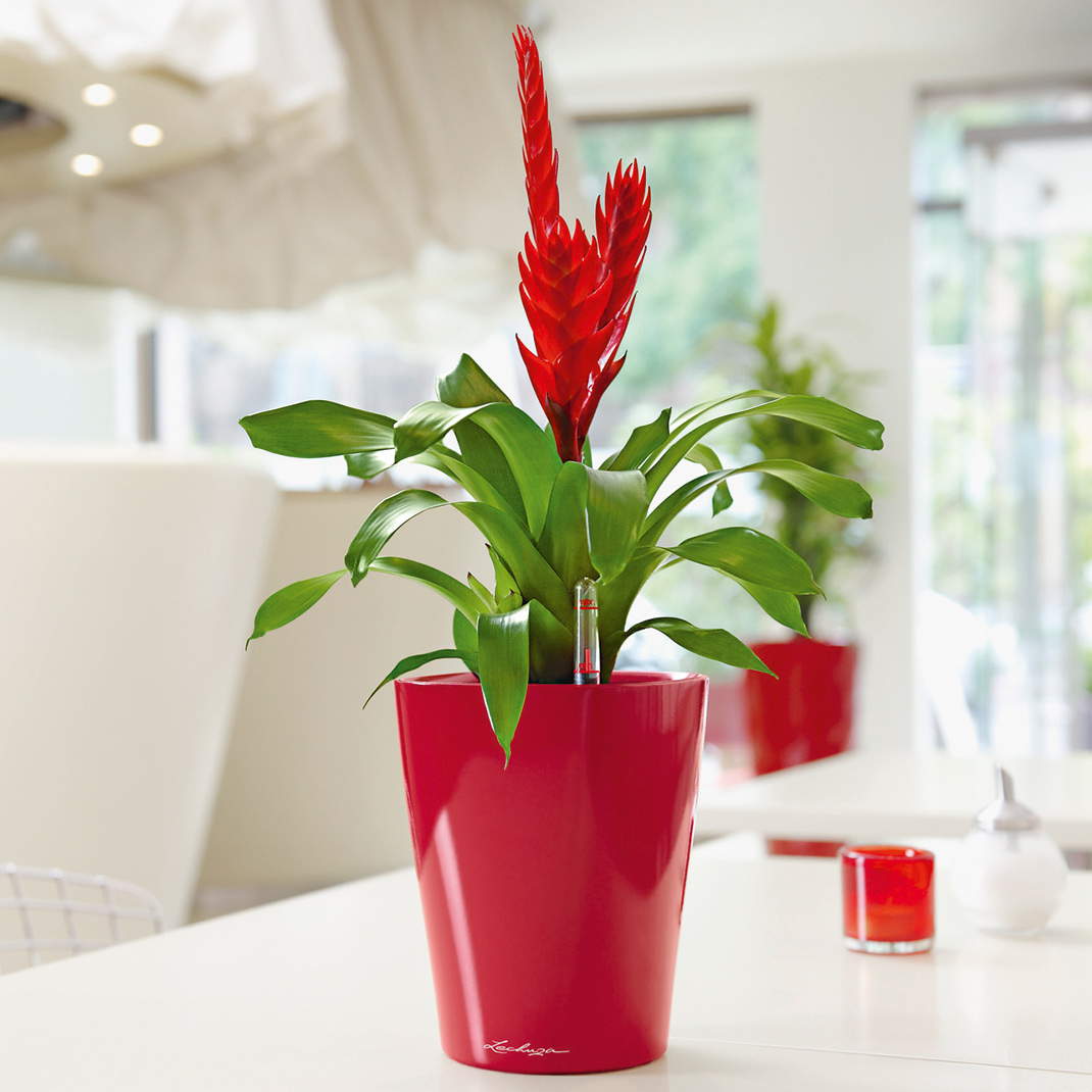 LECHUZA DELTINI|MINI-DELTINI Round Poly Resin Indoor Self-watering Planter