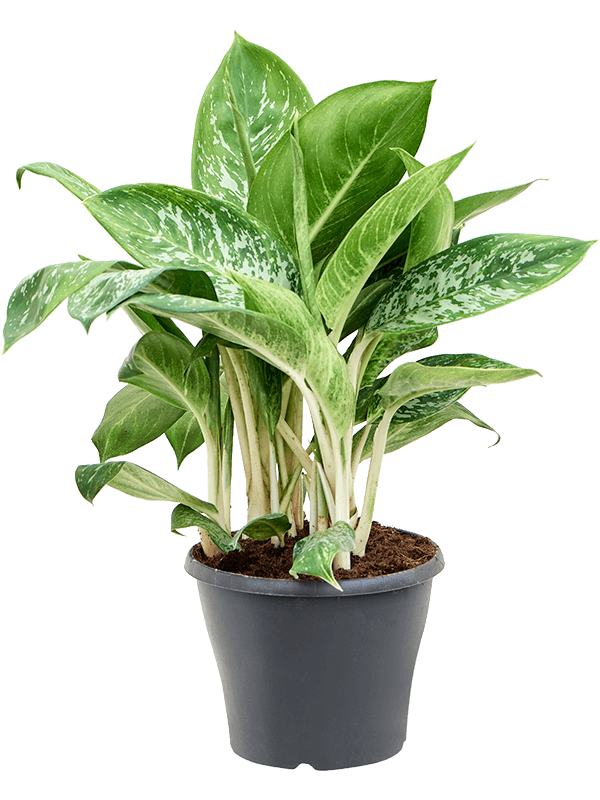 Easy-Care Chinese Evergreen Aglaonema 'Pearl' Indoor House Plants