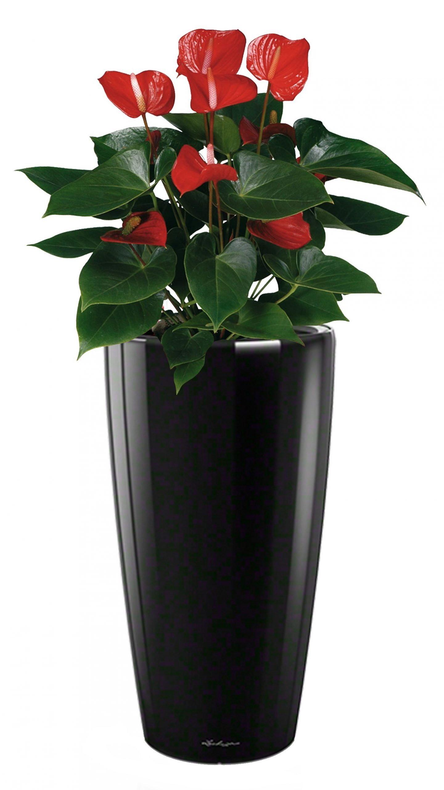 Blooming Anthurium Andraeanum in LECHUZA RONDO Self-watering Planter, Total Height 100 cm