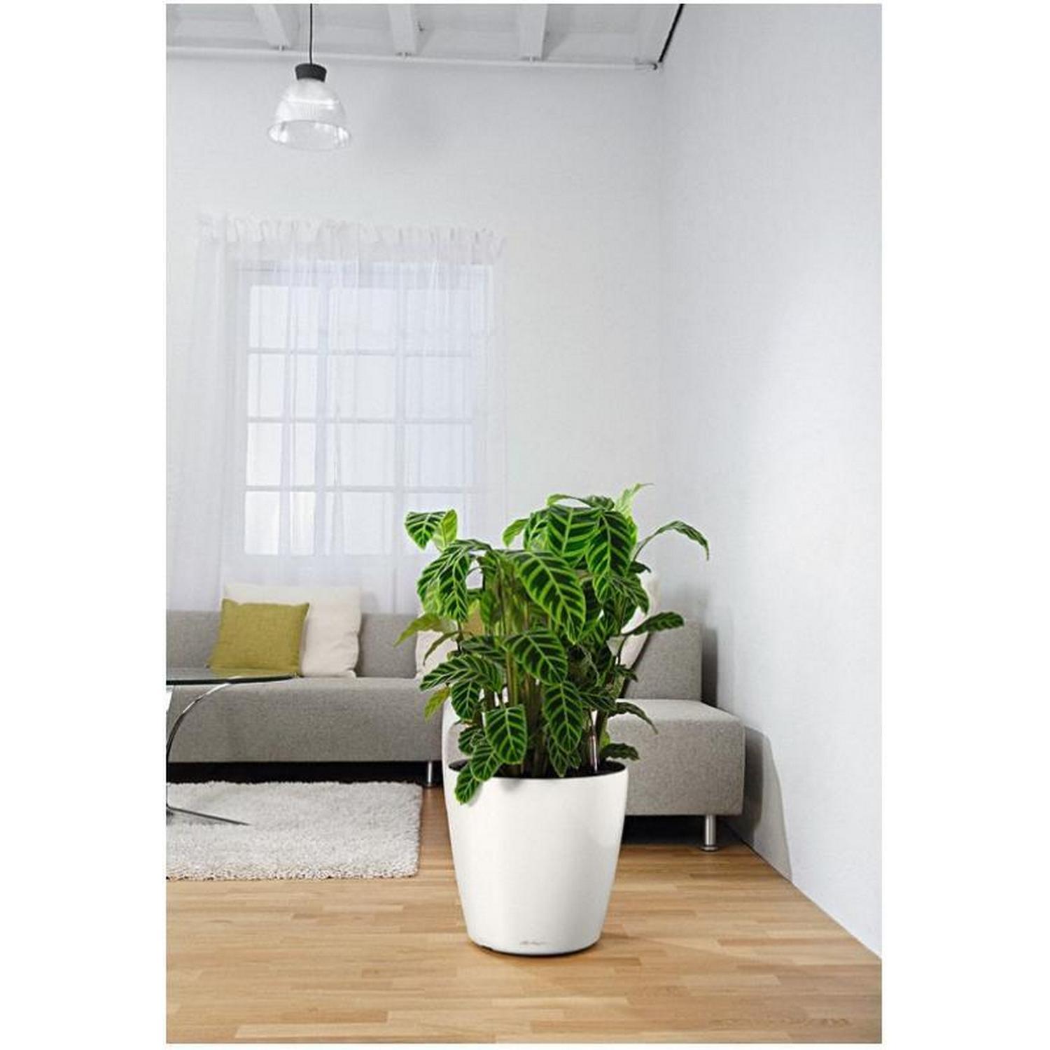 LECHUZA CLASSICO Color Round Poly Resin Self-watering Planter Set