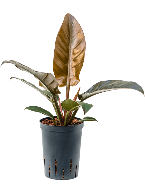 Lush Heart-Leaf Philodendron 'Imperial Red' Indoor House Plants