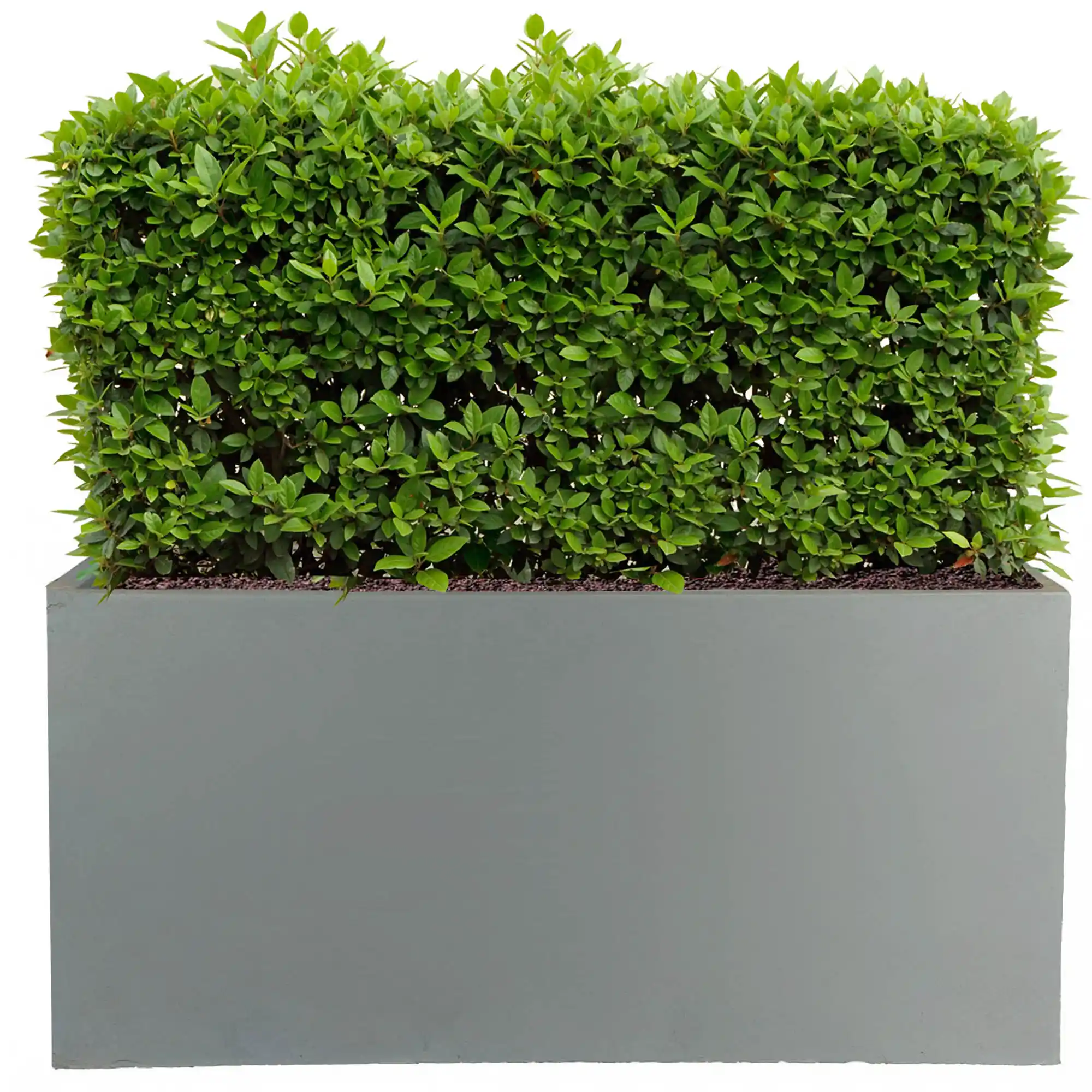 IDEALIST Lite Contemporary Light Concrete Trough Planter