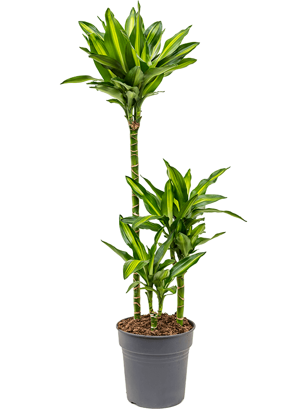 Colorful Corn Plant Dracaena fragrans 'Cintho' Indoor House Plants