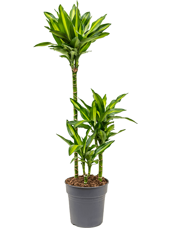 Colorful Corn Plant Dracaena fragrans 'Cintho' Indoor House Plants
