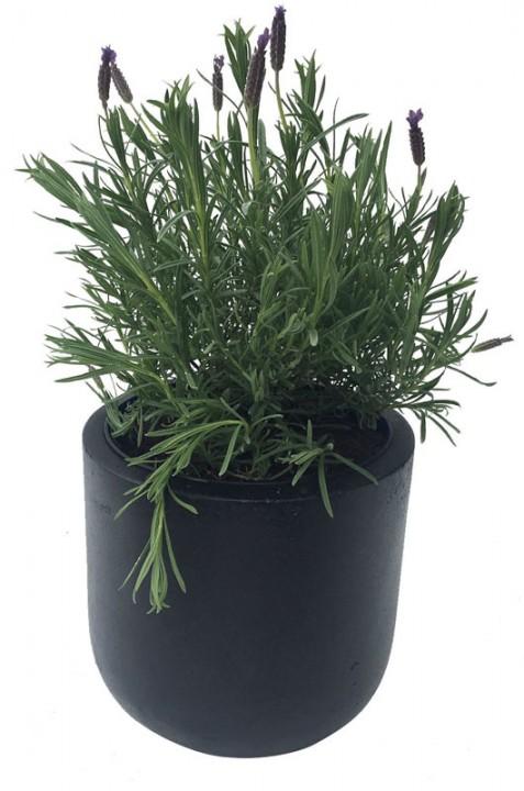 Round Egg Fiberstone Contemporary Planter by Cadix Capi Lux