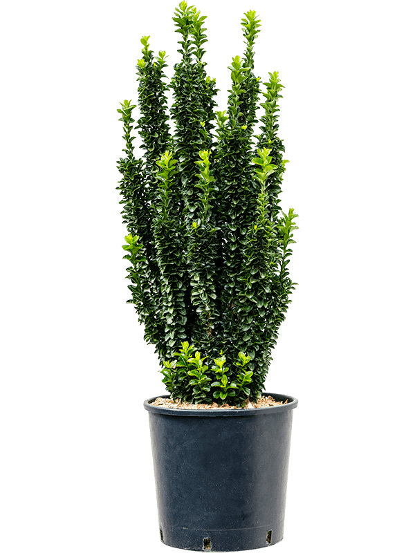 Showy Spindletree Euonymus jap. 'Benkomasaki'