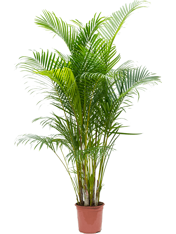 Lush Areca Palm Dypsis (Areca) lutescens Indoor House Plants