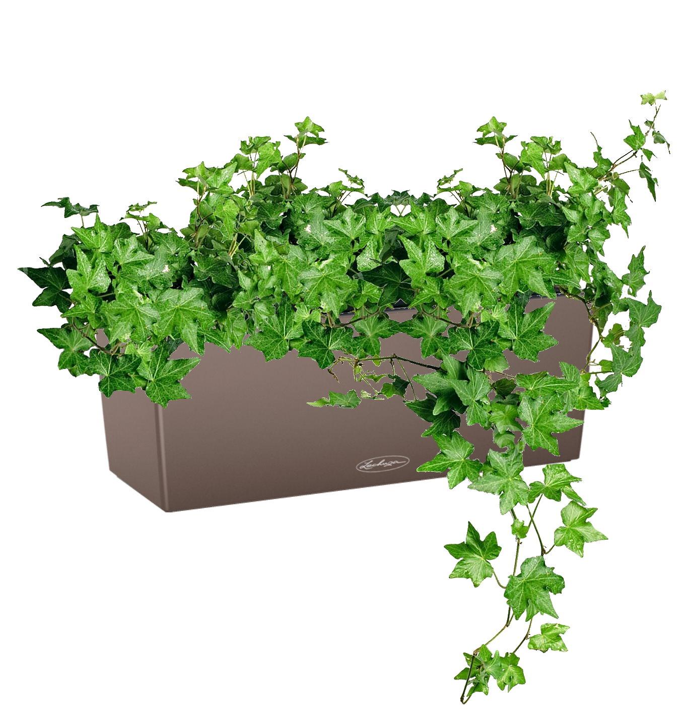 Ivy in LECHUZA BALCONERA Color Self-watering Planter, Total Height 50 cm