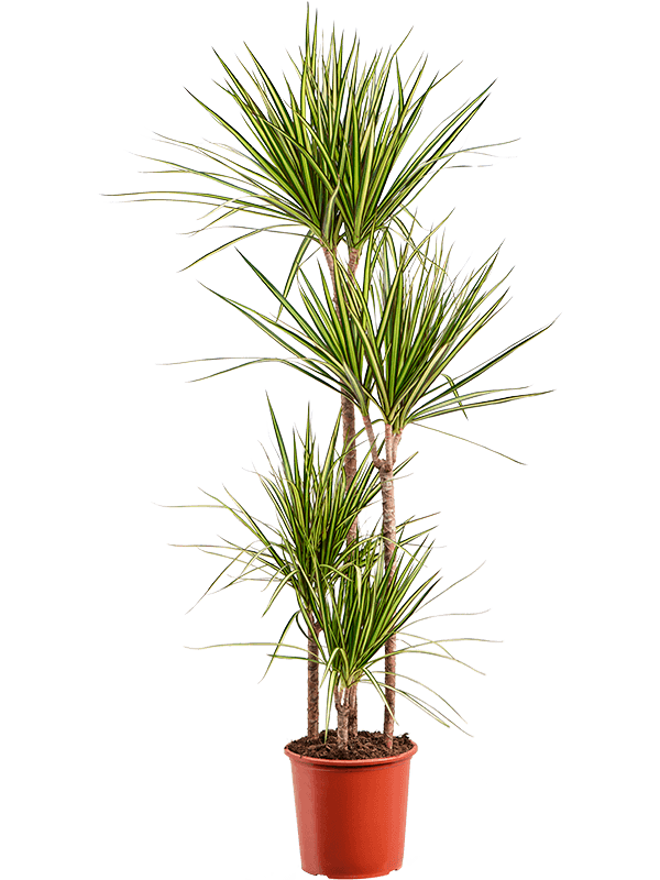 Easy-Care Corn Plant Dracaena marginata 'Golden Dragon' Tall Indoor House Plants Trees
