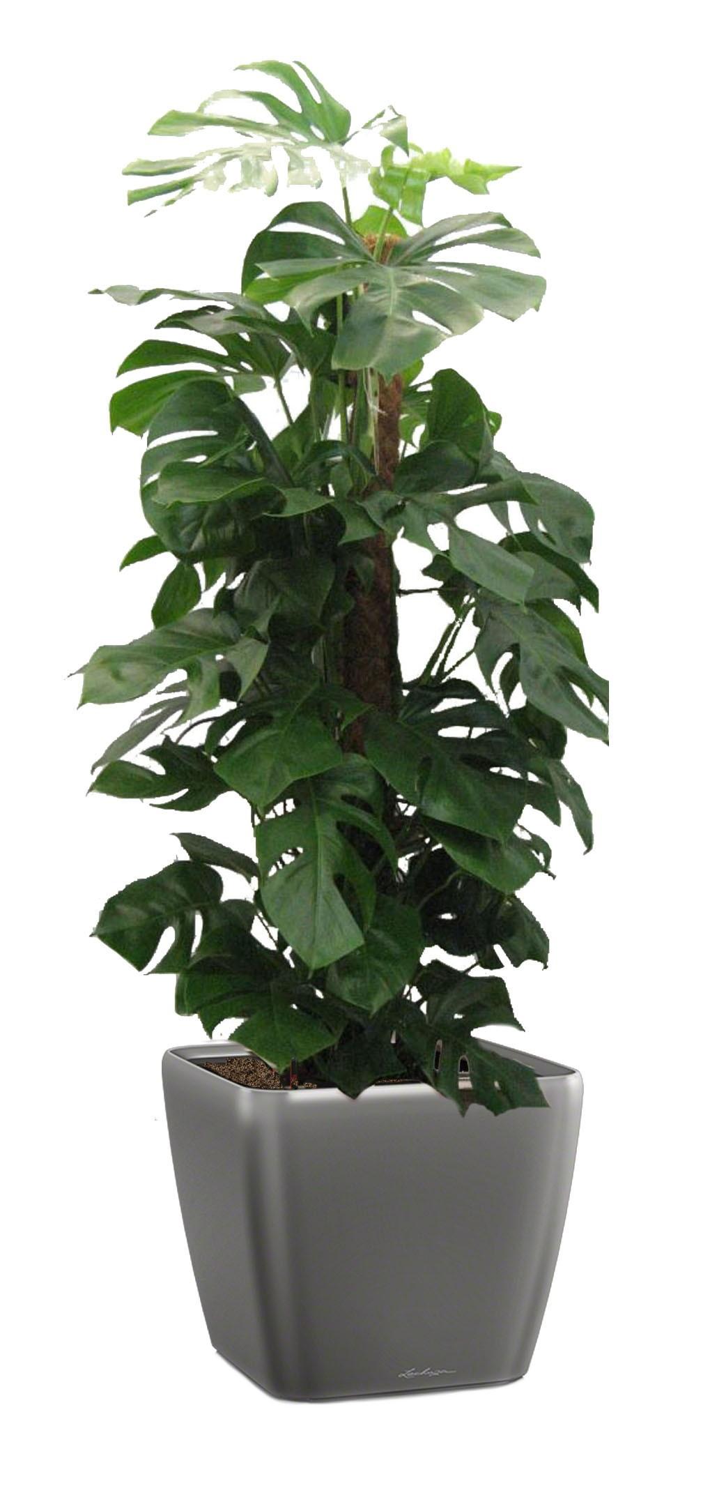 Monstera Deliciosa in LECHUZA QUADRO LS 43 Self-watering Planter, Total Height 150 cm