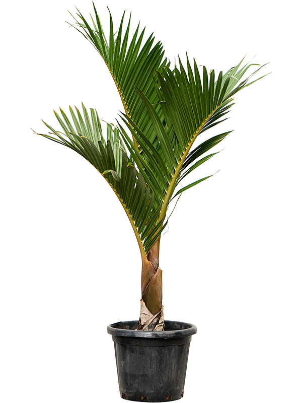 Lush Spindle Palm Hyophorbe verschaffeltii Tall Indoor House Plants Trees